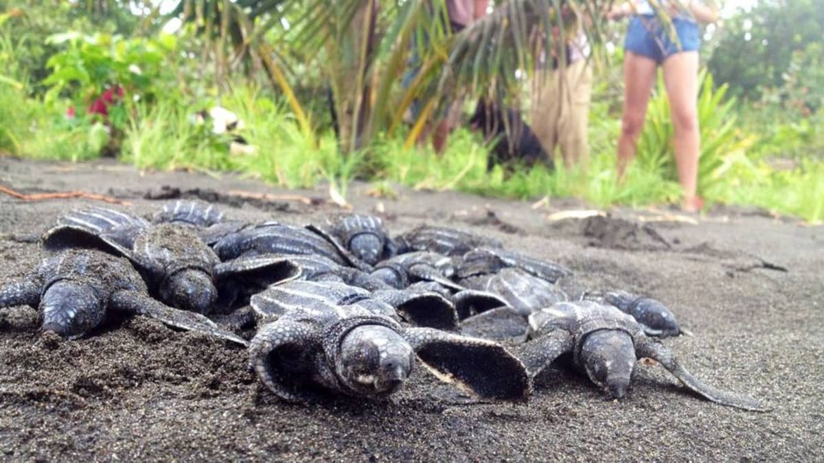 Kilpikonnavauvat ryömivät kohti merta