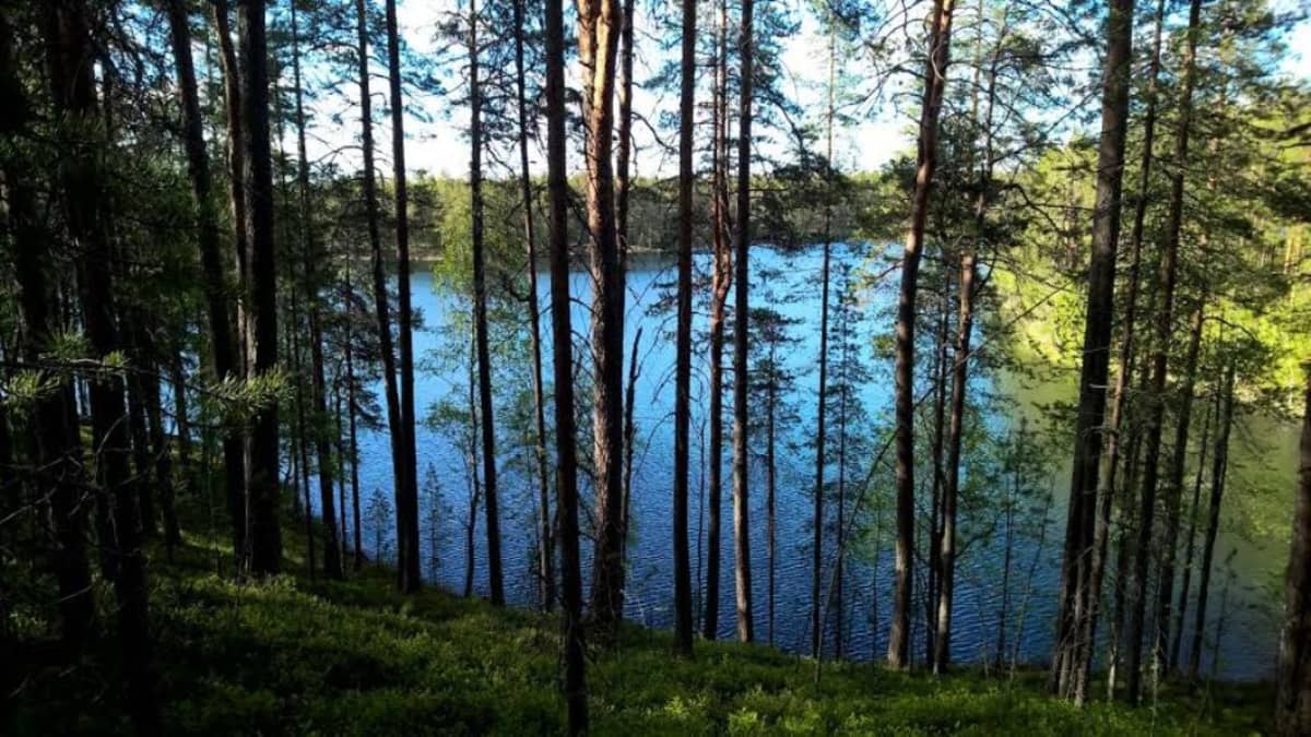 Metsää ja suppa.