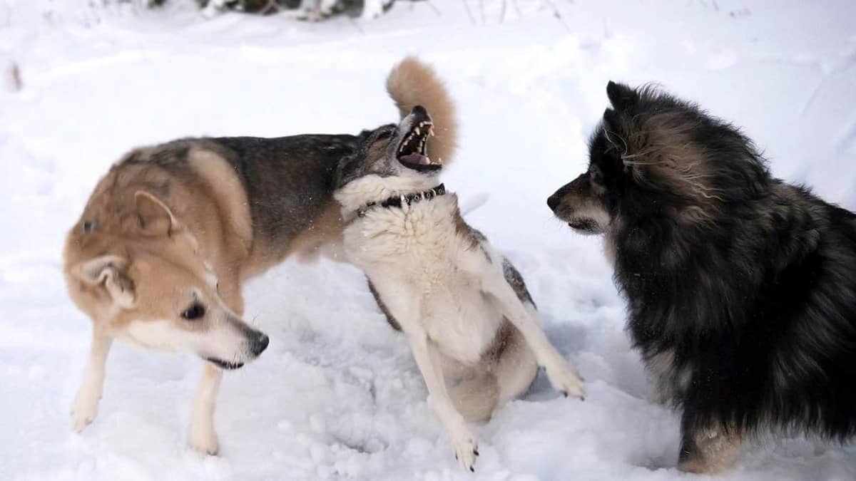 Koirat leikkivät talvella