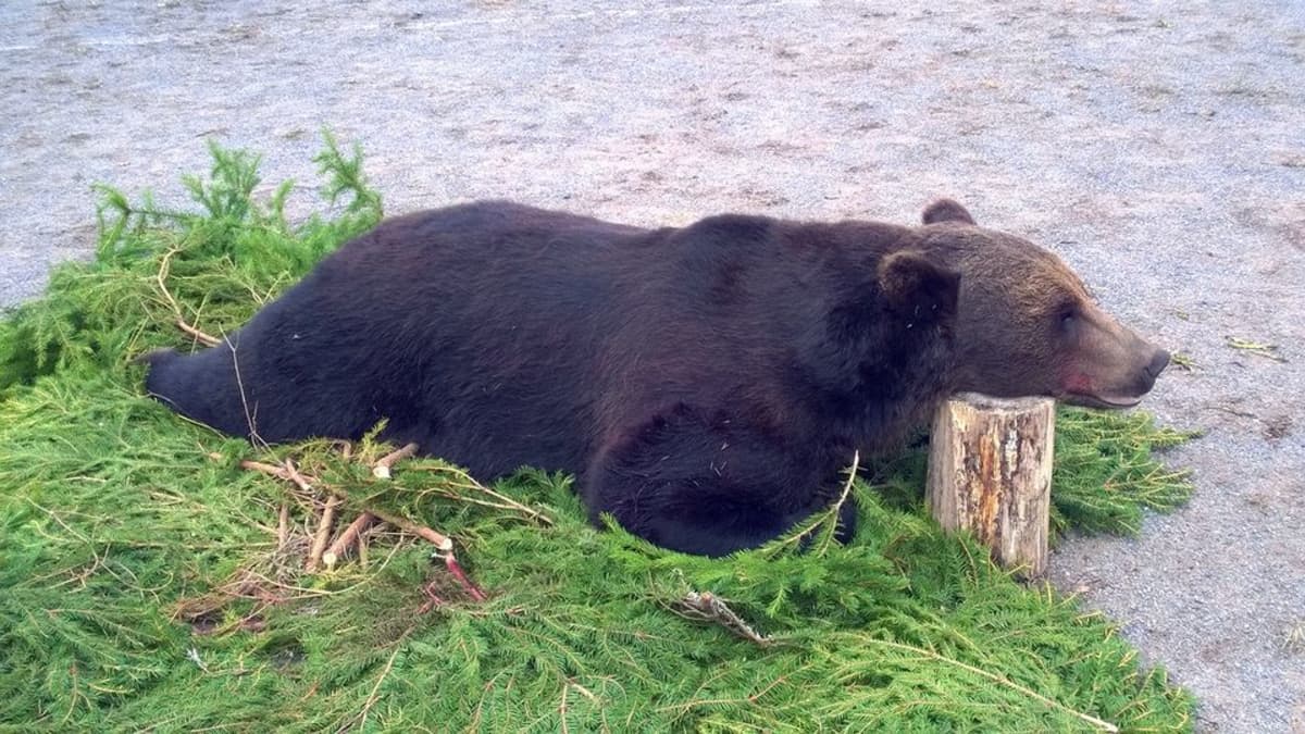 Kuollut karhu makaa havujen päällä.