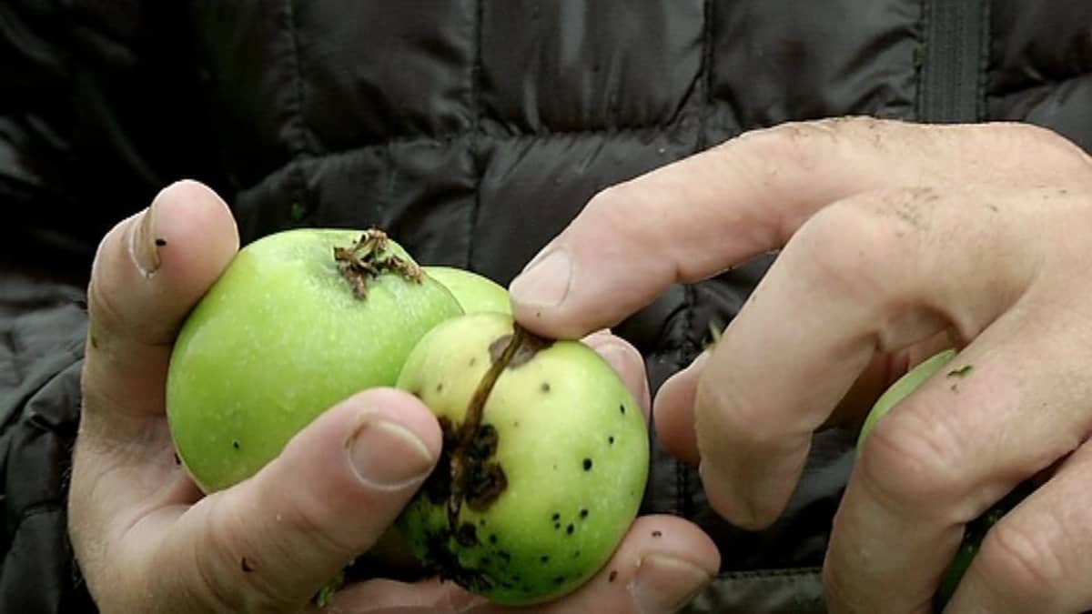 Omenarupea omenassa. Omena voi myös poksahtaa saatuaan liikaa vettä pitkän kuivanjakson jälkeen. 