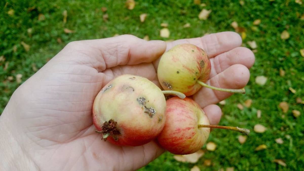 Rupisia, toukan sylmiä omenoita kämmenellä