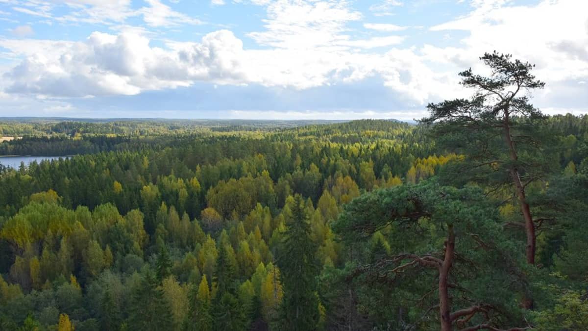 Syksyinen metsämaisema Aulangolla