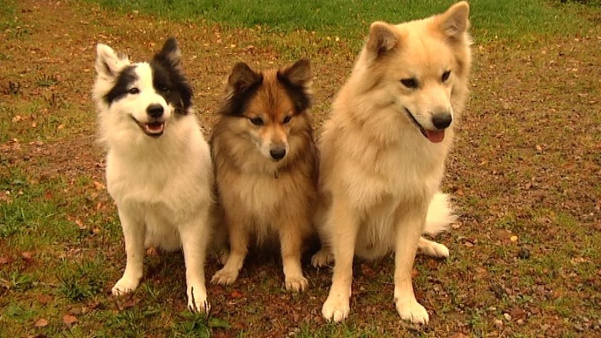 Kolme koiraa istuu nätisti rivissä
