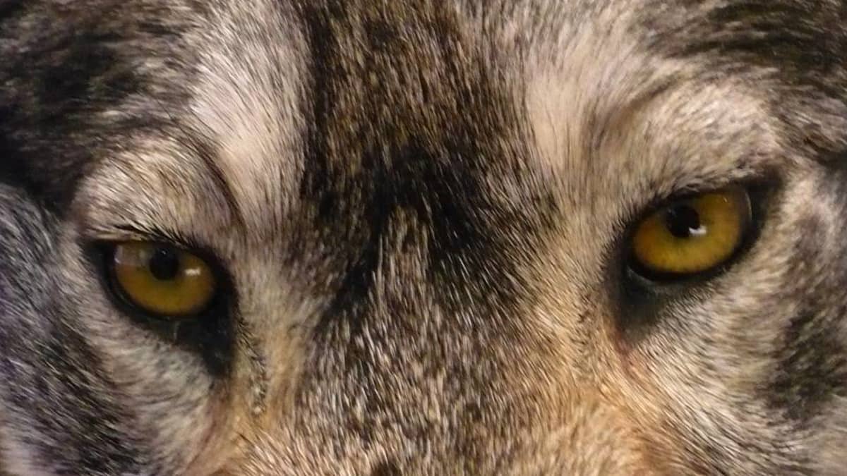 Metsästysmuseon Suden paluu -näyttelyn täytetty susi