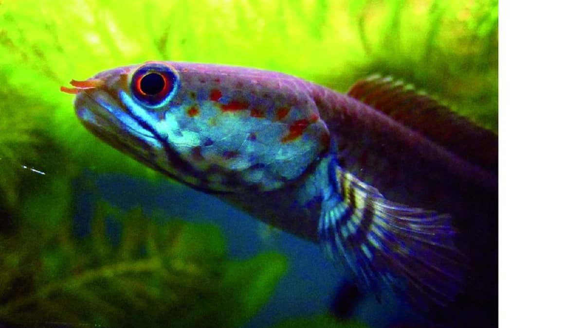Kirkkaansininen kala, jolla on punaiset silmät