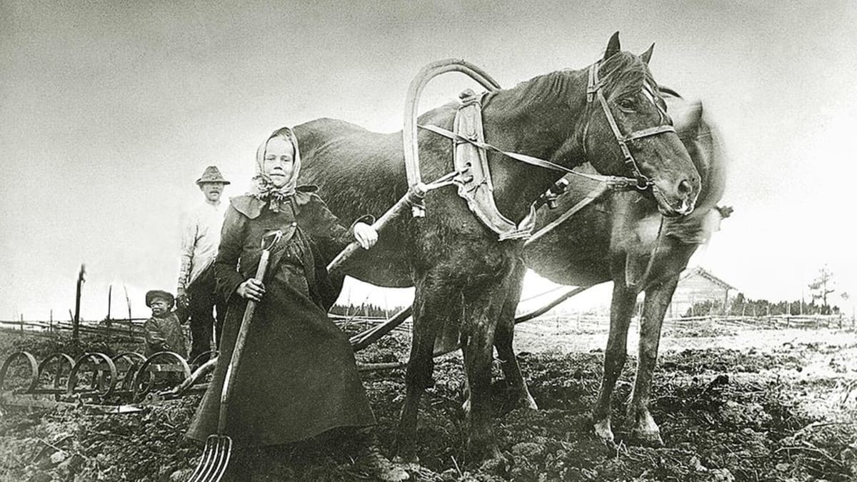 Hevonen peltotöissä.