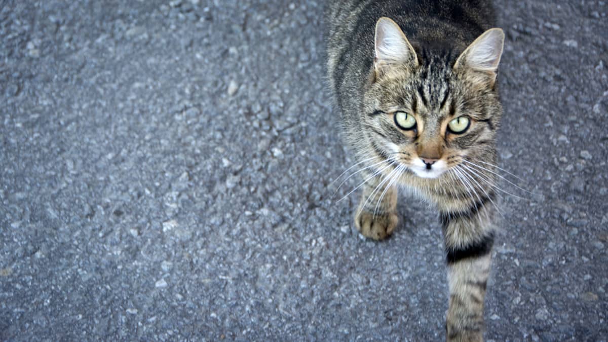 Kissa ei pidä muutoksista – kirjahyllyn siirtäminenkin voi aiheuttaa  kriisin | Yle Uutiset