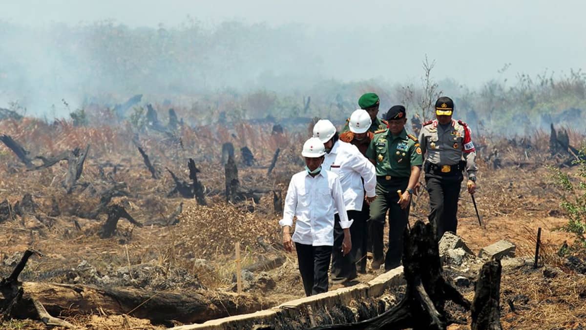 Indonesian poliitikkoja on syytetty tehottomuudesta ja laittoman kaskeamisen sallimisesta. Indonesian presidentti Joko Widodo tarkasti sammutustöiden edistymistä  Banjarbarun kaupungin lähellä Borneon eteläosissa syyskuussa.