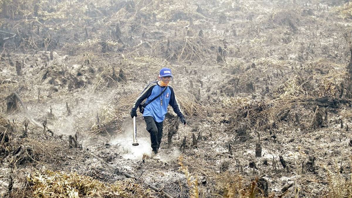 Indonesian maastopalot tuhosivat valtavia alueita etupäässä Borneon, Sumatran ja Papuan saarilla. Indonesialainen virkamies tutki palanutta turvesuota  Borneon keskiosissa syyskuun lopussa.
