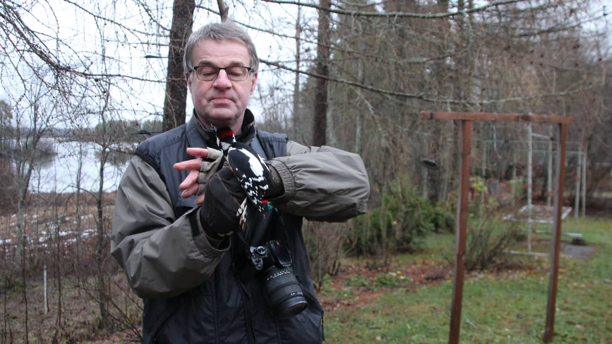 Lintuharrastaja Kimmo Martiskaisen käsissä on Kiteenjärven rannalla rengastettavaksi saatu käpytikka. 