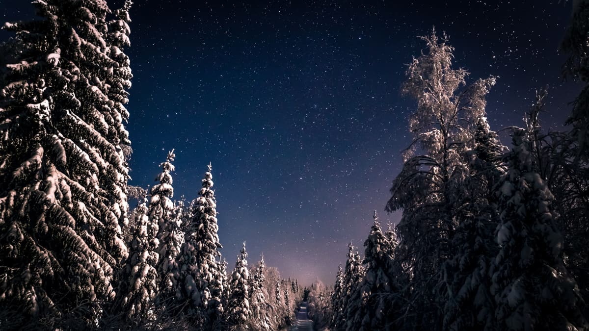 Luminen metsä ja tähtitaivas.