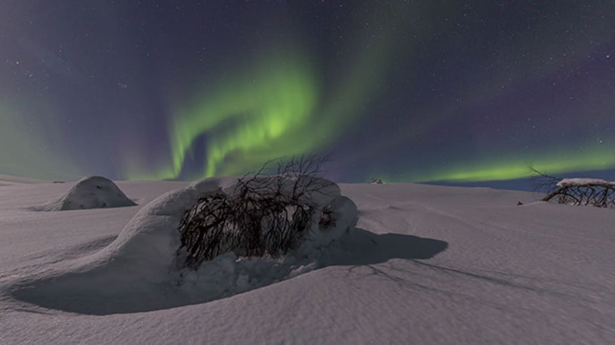 Koivut rutussa