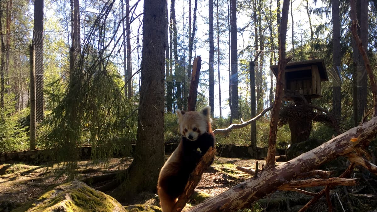 Pikkupanda asustaa jo Ähtärin eläinpuistossa. Se syö päivittäin pari sataa grammaa bambua. 