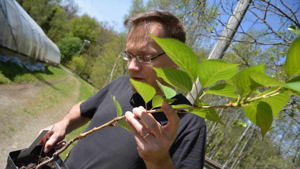 Turun yliopiston kasvitieteellisen puutarhan ylipuutarhuri Simo Laine esittelee vartettua kirsikan taimea.