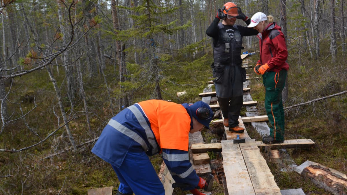Kenttäpäällikkö Olli Vainio ja talkoolaiset korjaamassa pitkospuita Martimoaavan soidensuojelualueella.