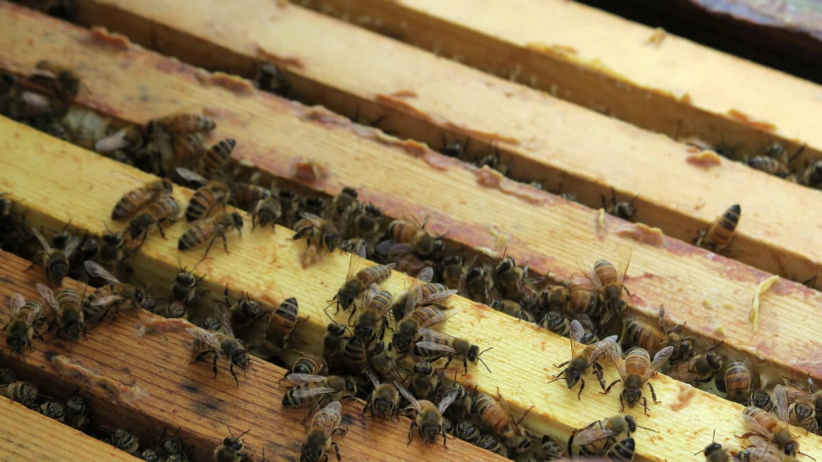 Mehiläisiä pesässään