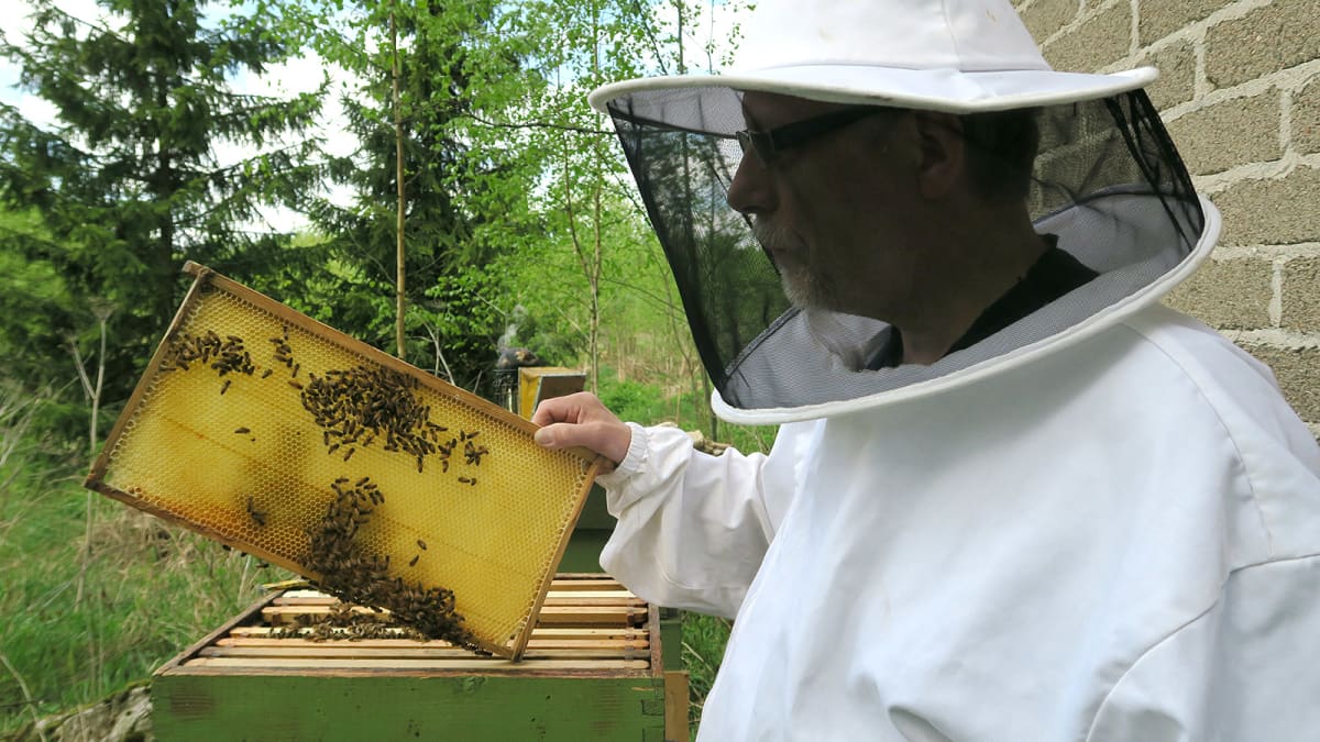 Mehiläishoitaja tarkastaa mehiläispesäänsä