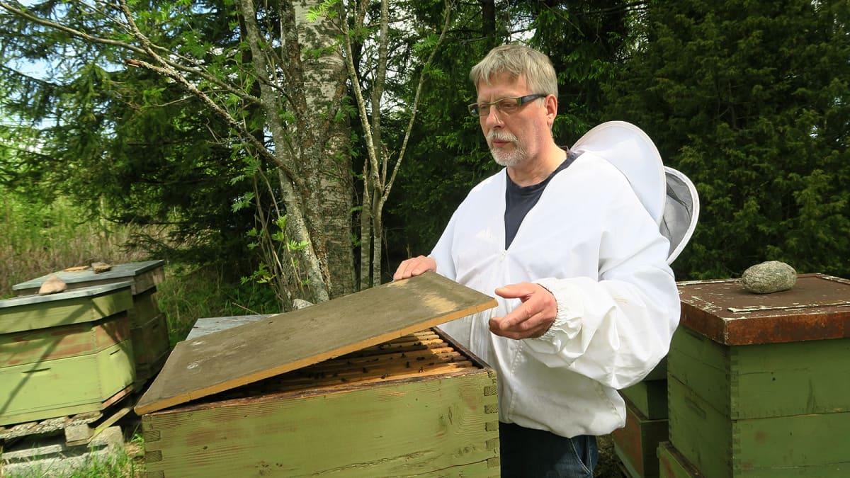 Mehiläishoitaja nostaa mehiläispesän kantta