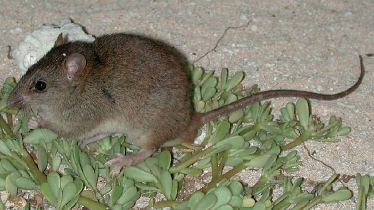 sukupuuttoon kuollut hiiri
