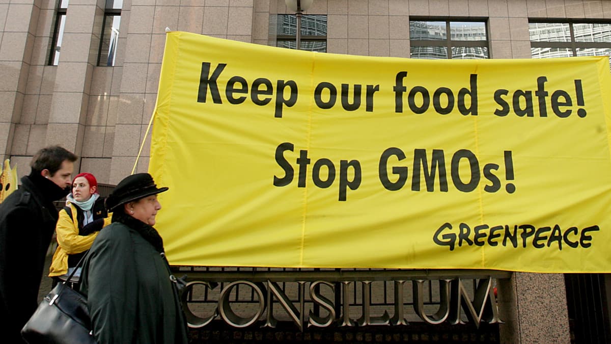 Greenpeacen aktivistit osoittivat mieltään GMO:ta vastaan vuonna 2008.
