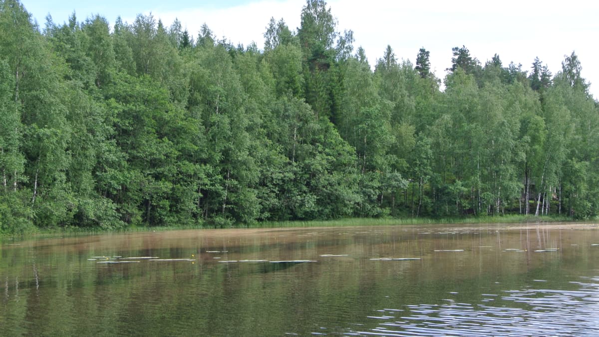 Kuusensuopursuruostesienen itiöiden värjäämää vettä Lappeenrannan Suurella-Sarkasella.