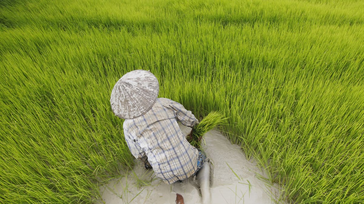 Kambodžalainen viljelijä työskentelee riisipellolla Phnom Penh`ssa 4. elokuuta. Hintakilpailu ja ulkomaisen riisin lisääntynyt tarjonta on heikentänyt maassa paikallisen riisin kysyntää.