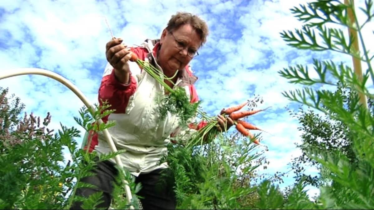 nainen kerää porkkanoita
