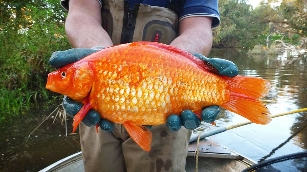 1,9-kiloinen kultakala.