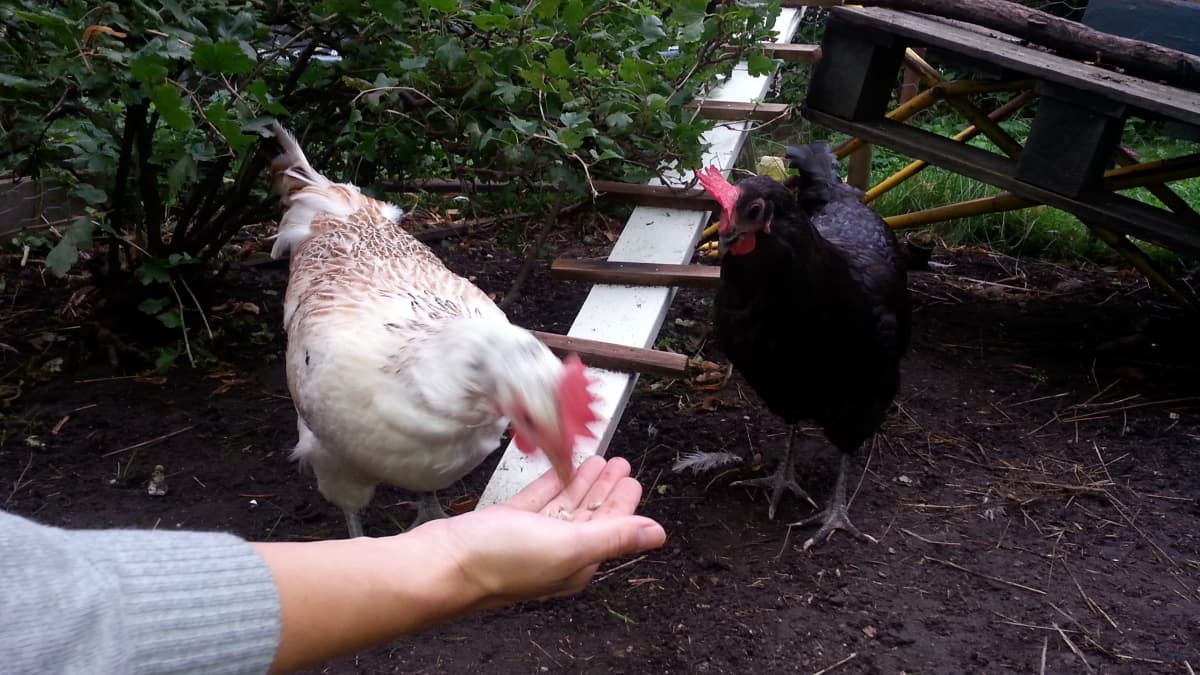 Kanat nokkivat jyviä naisen kädestä.