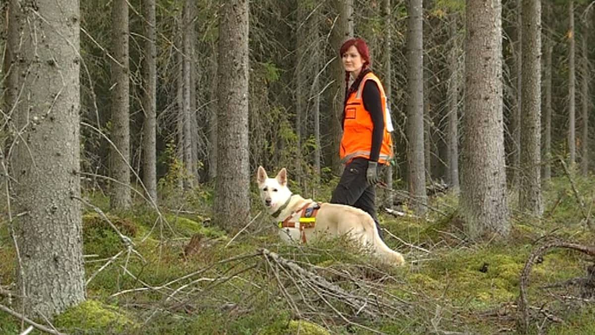 Inca-koira ja ohjaaja Veera Lappi harjoittelevat etsintää metsässä.
