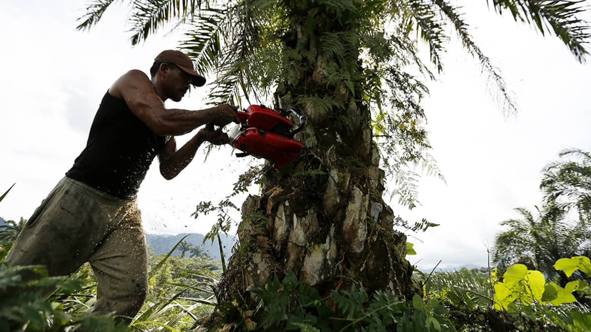 Työntekijä kaataa öljypalmua plantaasilla Tamiangissa Indonesiassa.
