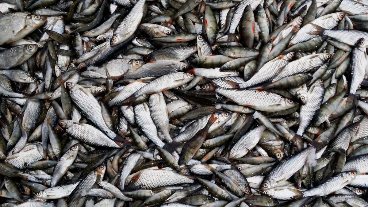 Roskakalat loppuvat kesken – järvikalapihvien valmistaja etsii kalastajia  uusilta alueilta | Yle Uutiset