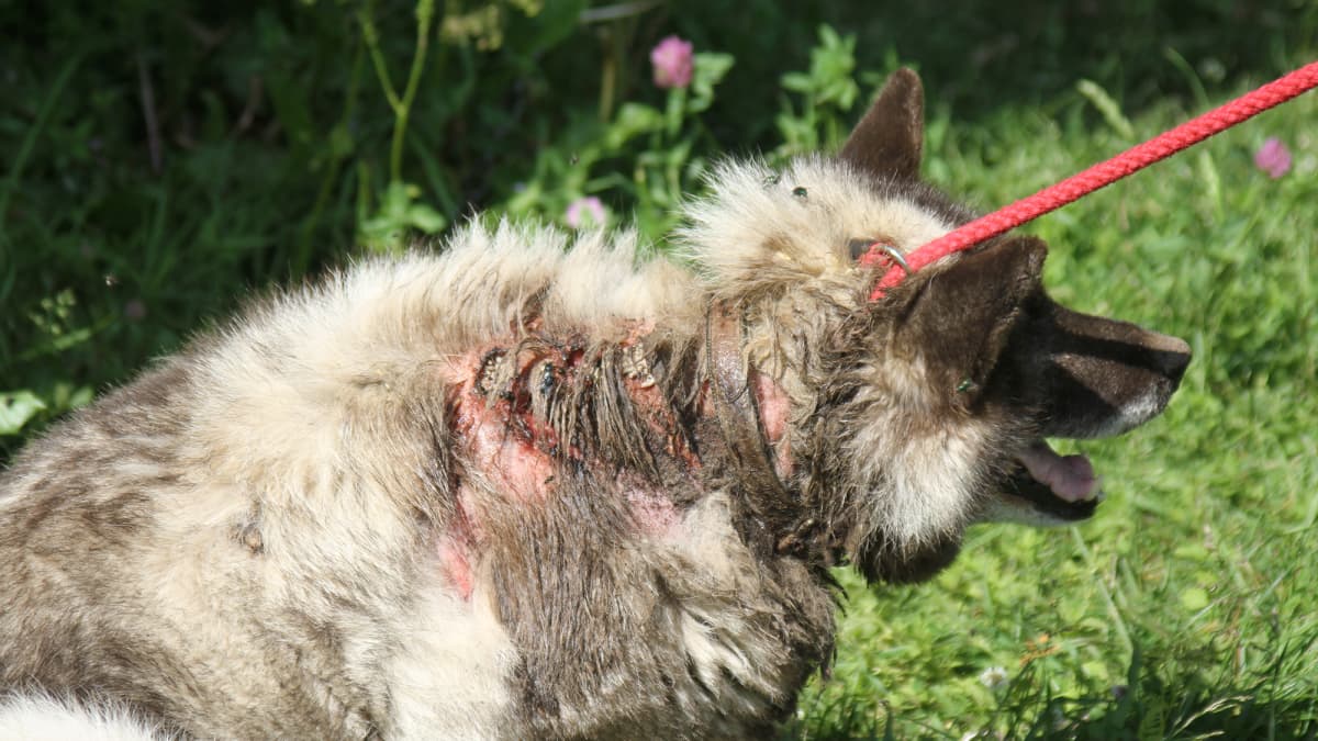 Koira, jonka iho on pahasti rikki ja tulehtunut kaulasta lapoihin asti.
