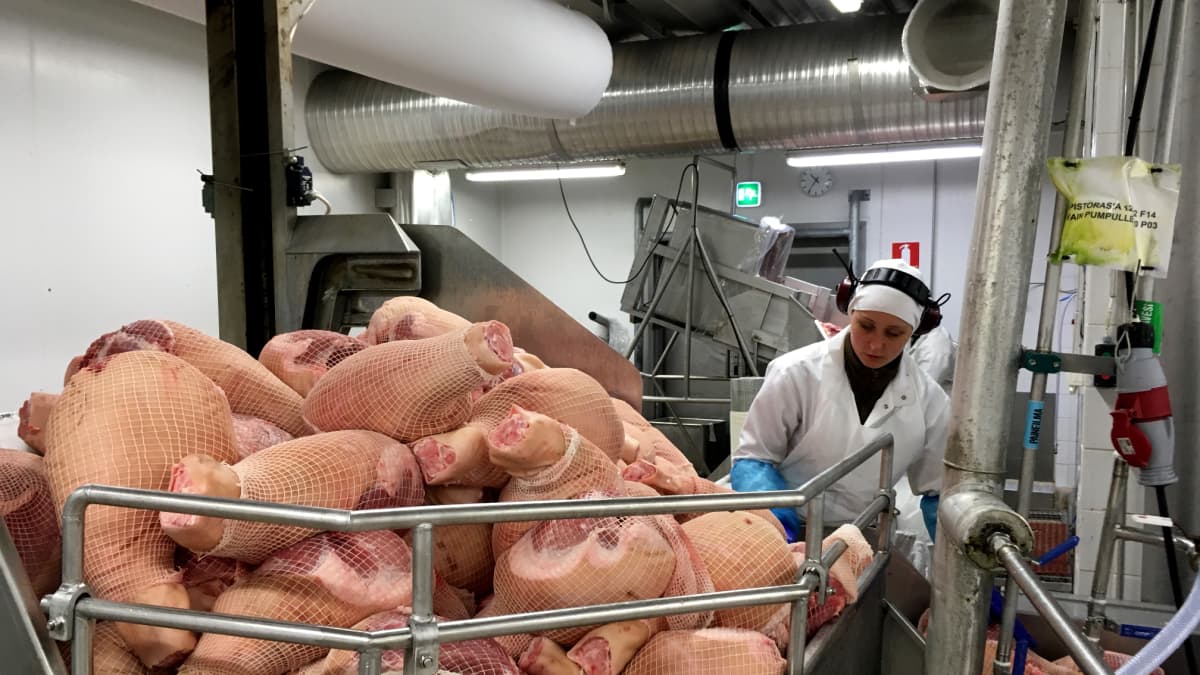 Työntekijä laittaa joulukinkkuja suolauskoneeseen.