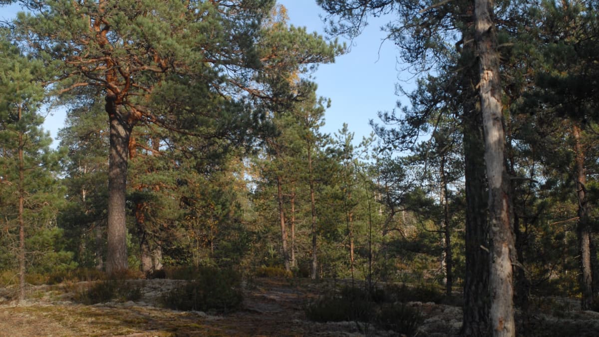 Helsingin kiinteistölautakuntaan tulleen esityksen mukaan kaupunki myisi muun muassa tämän Kauhalan 248 hehtaarin metsäalueen, joka sijaitsee Kirkkonummella. Suomen luonnonsuojeluliiton mukaan Kauhalan ulkoilualueen luontoarvo on niin arvokas, että se pitäisi saada suojeluun.