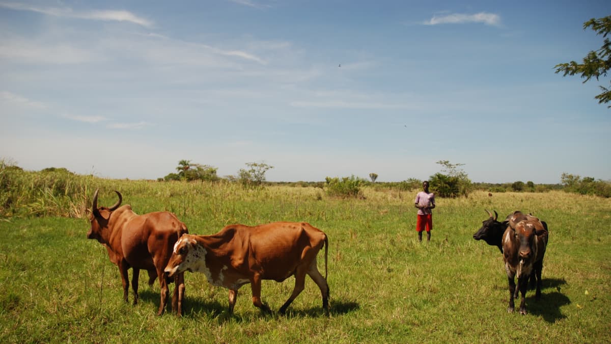 Lehmiä laiduntamassa Pohjois-Ugandassa Kachungin alueella.