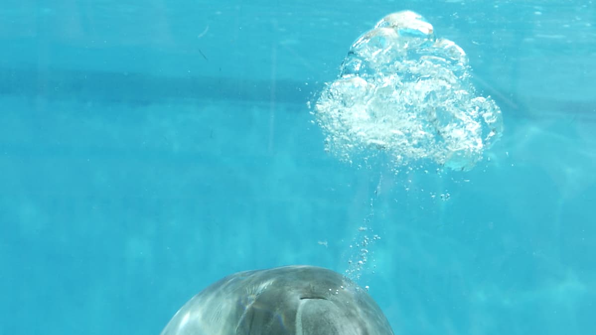 Särkänniemen delfiini Delfi