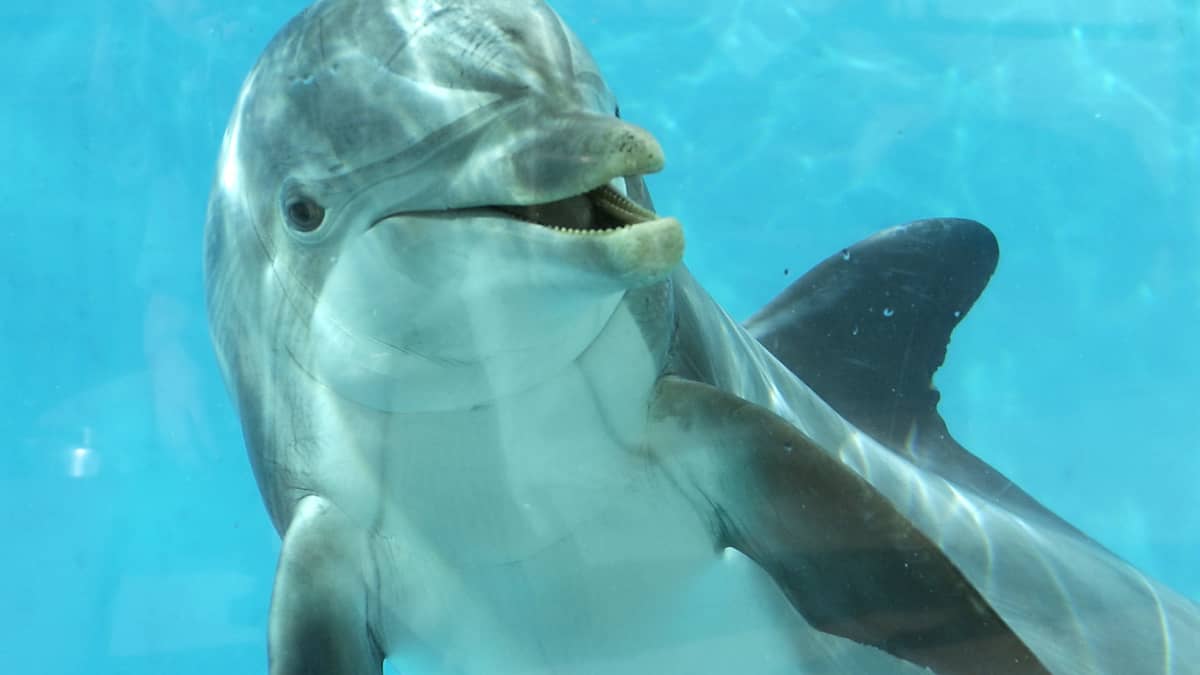Särkänniemen delfiini Delfi