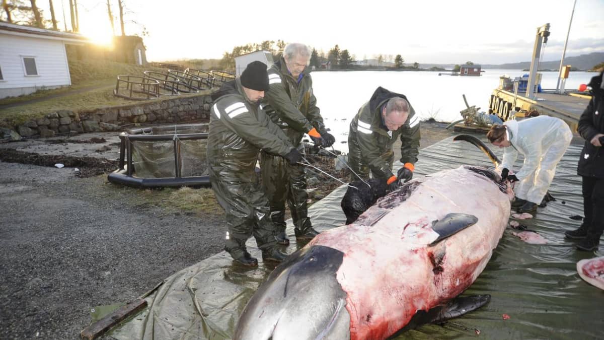 Bergenin alueella viikonloppuna lopetetun hanhennokkavalaan mahalaukku oli täynnä muoviroskaa. 
