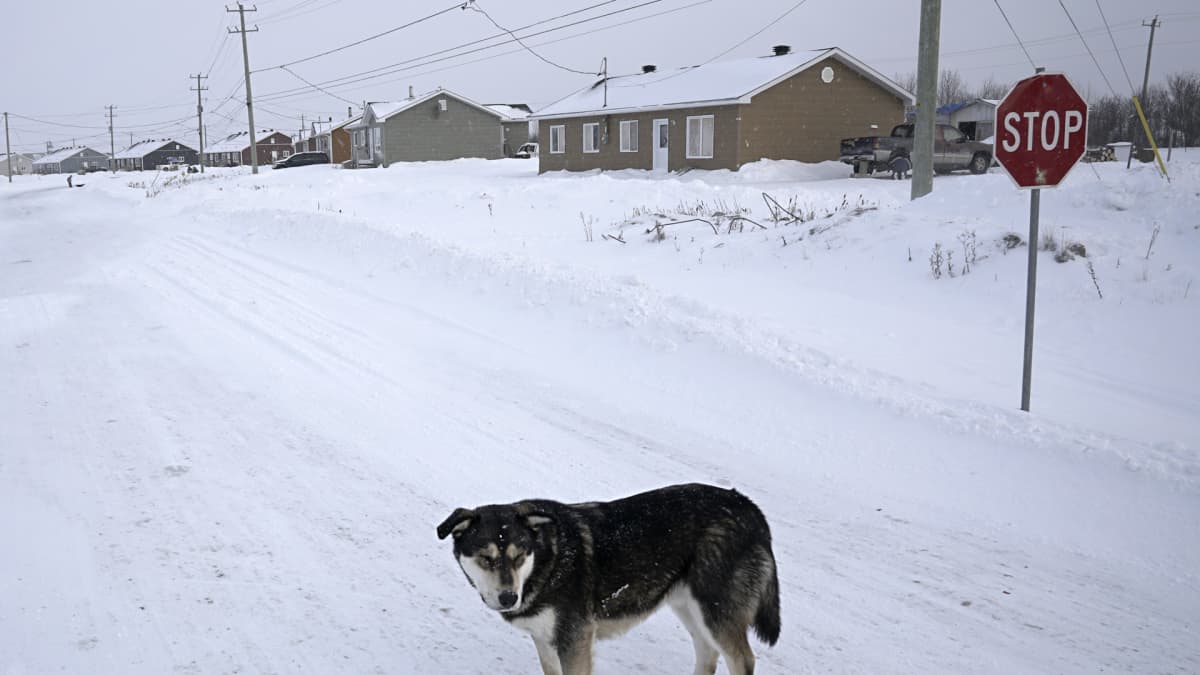 Koira lumisella tiellä.