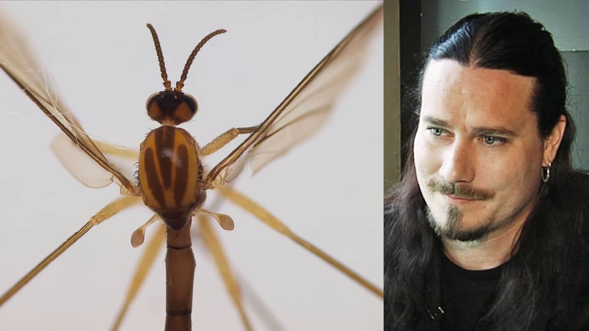 Tuomas Holopainen ja sääski "Sciophila holopaineni".