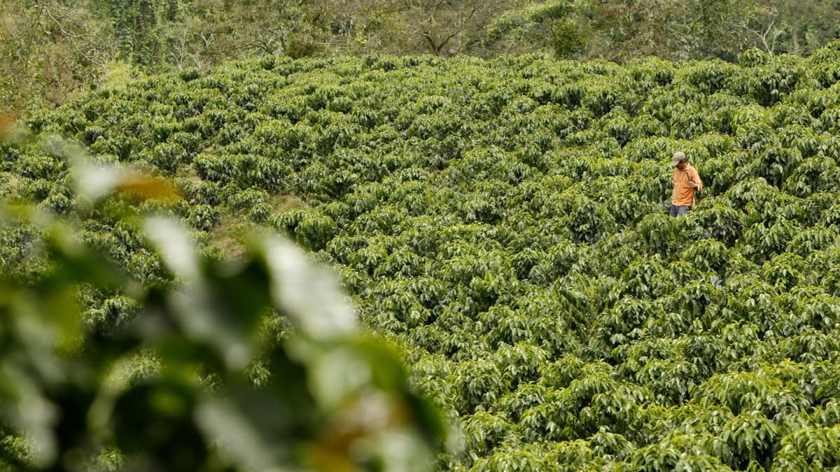 Kahviviljelmä Kolumbiassa.