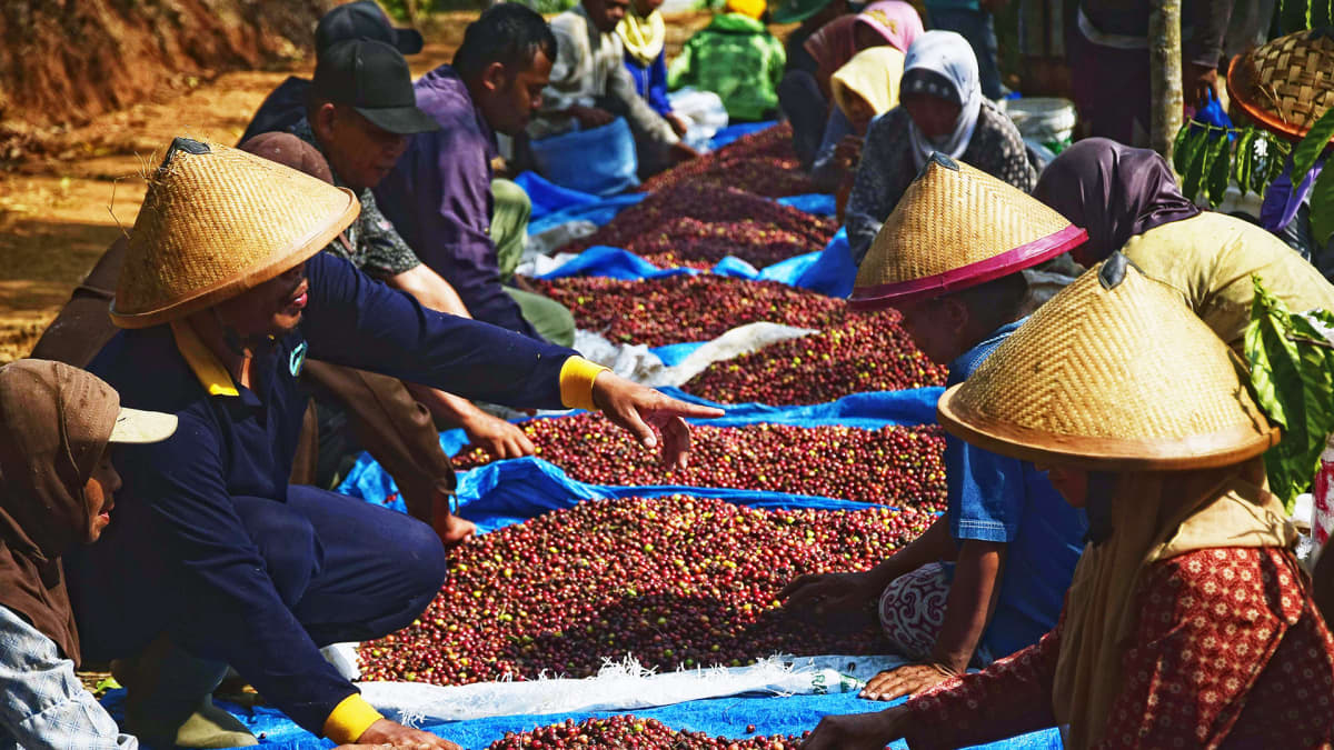 Robusta -lajikeen kahvipapuja lajitellaan Indonesiassa.