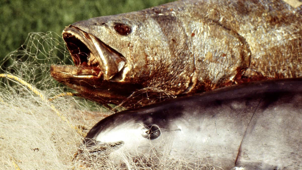 Kuvassa kalaa nimeltä isoveltto (Totoaba macdonaldi)  ja kalaverkkoon kuollut kalifornianpyöriäinen (Phocoena sinus).