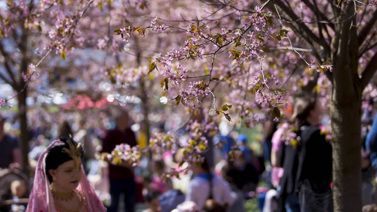 Cherry blossoms attract nature lovers in Helsinki | News | Yle Uutiset