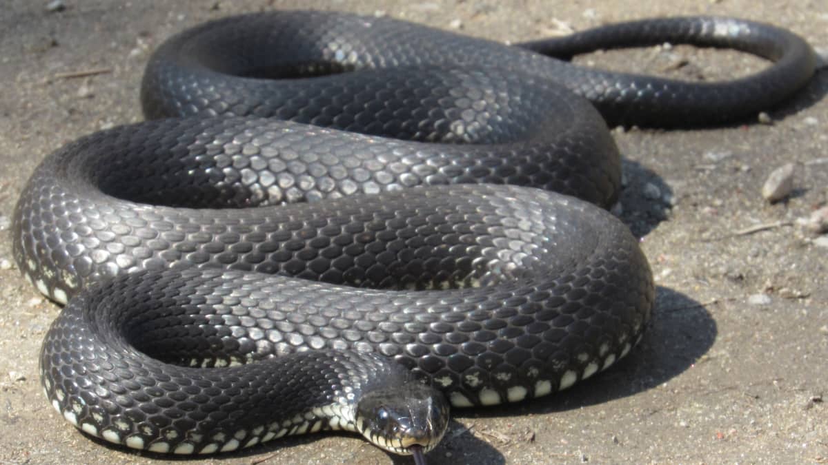 Yli metrinen käärme luikerteli tiellä vastaan – katso kuva lajinsa  halutuimmasta naaraasta | Yle Uutiset