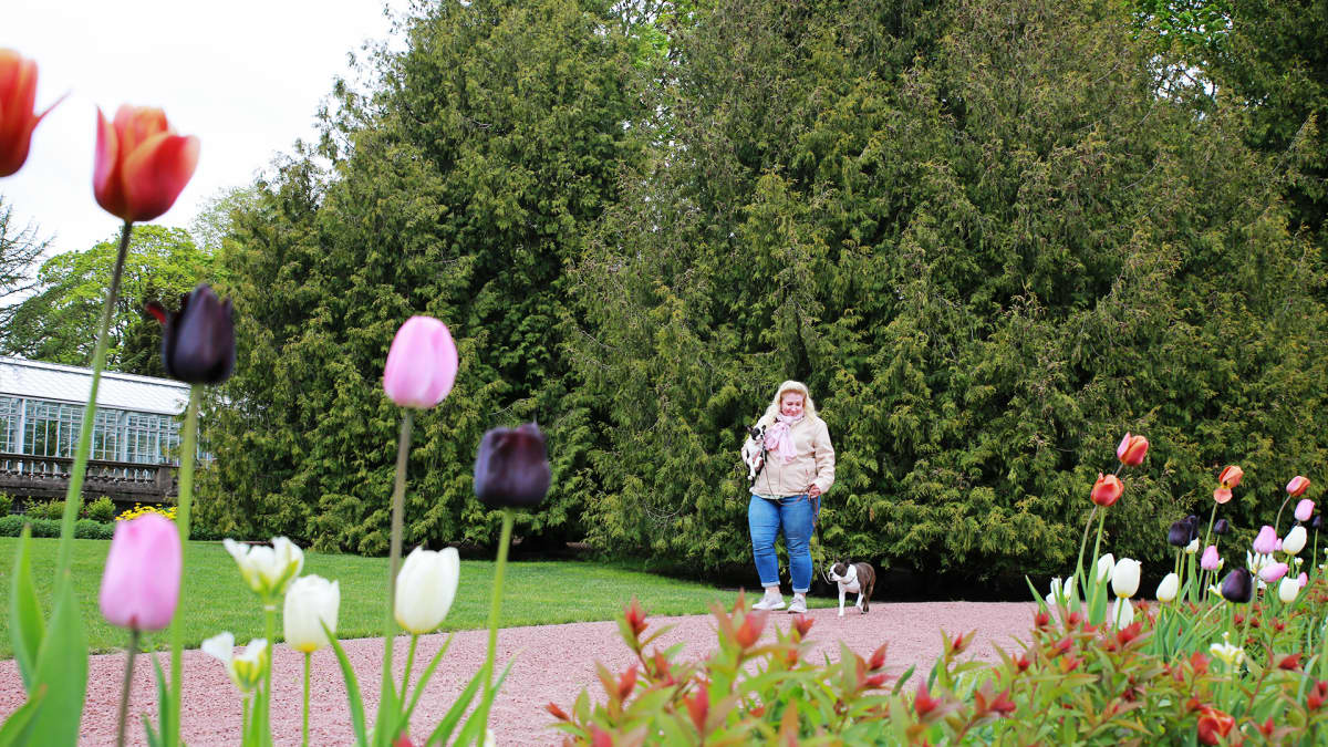 Tarja Hyvärinen ja hänen kaksi koiraansa puistossa.