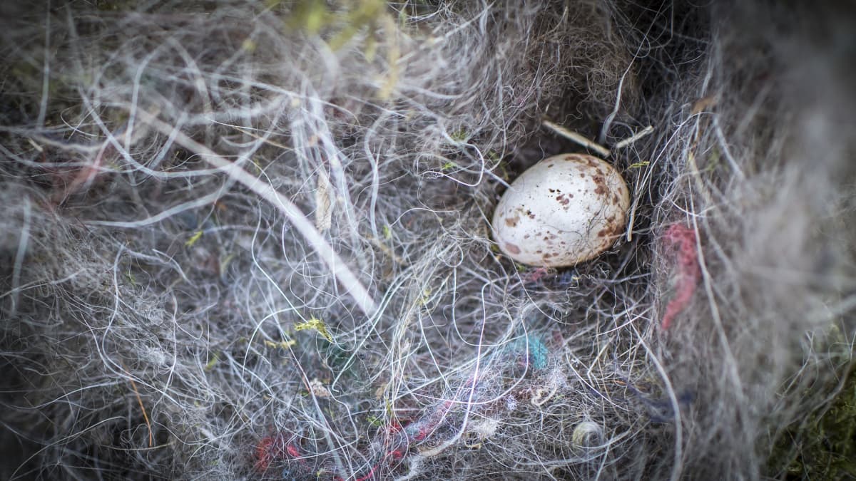 Tässä pesässä oli munan lisäksi kaksi kuoritunutta, mutta kuollutta poikasta. 