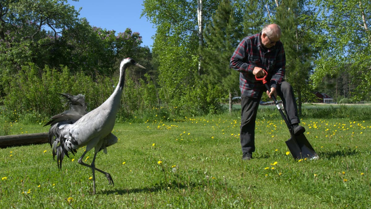 Kurki seuraa kun mies kaivaa lapiolla maata.